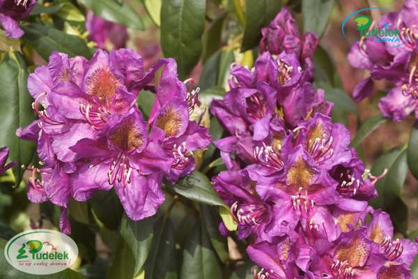 Rhododendron Marcel Menard
